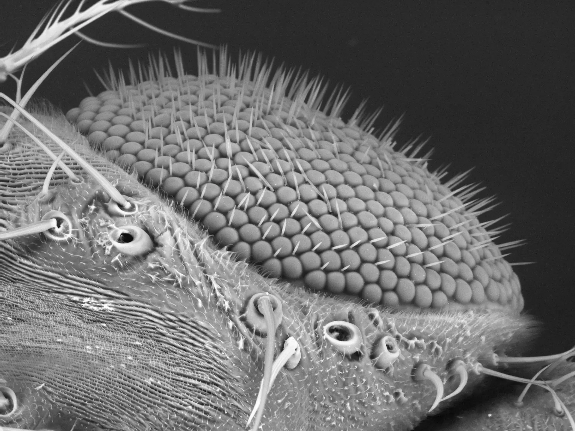 Scanning electron microscope image of a fly's eye