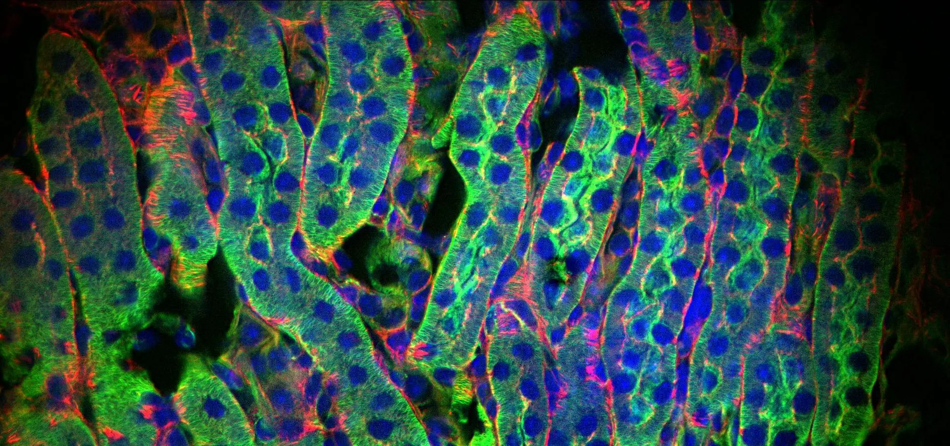 Fluorescence microscope image of cells