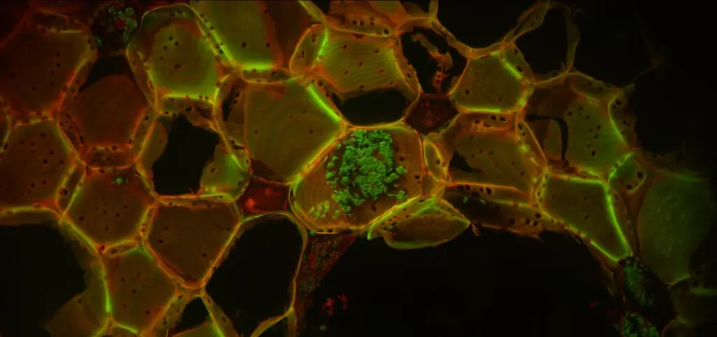 Fluorescence microscope image of basswood