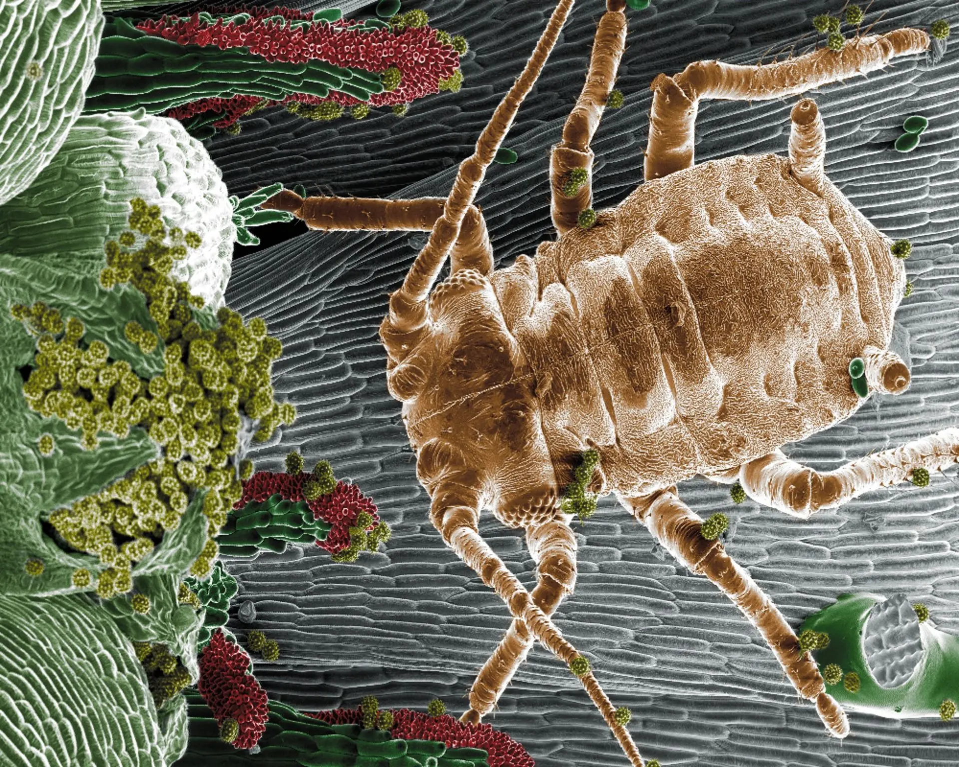 Colourised scanning electron microscope image of a mite