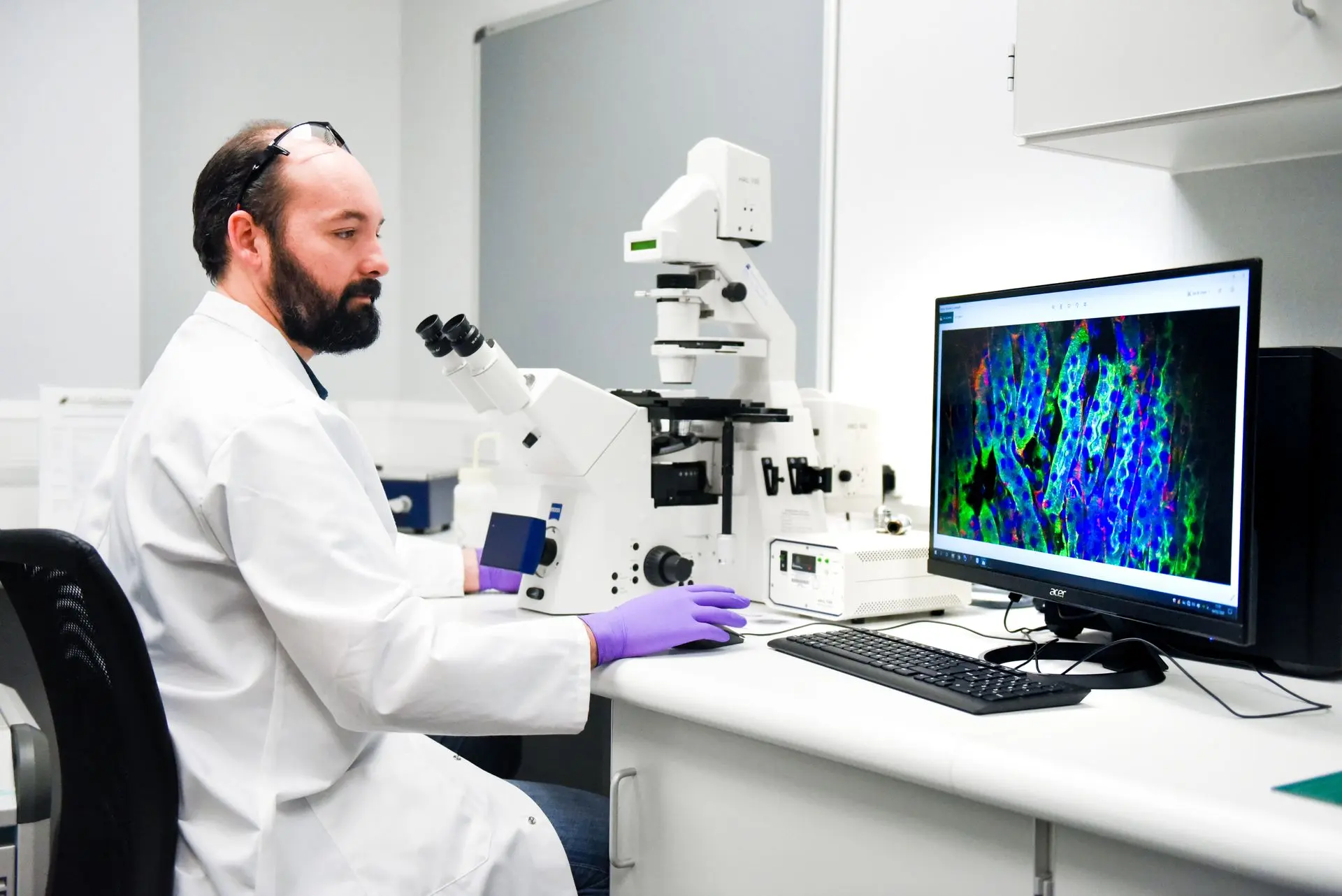 A scientist inspecting cells in a fluorescent microscope