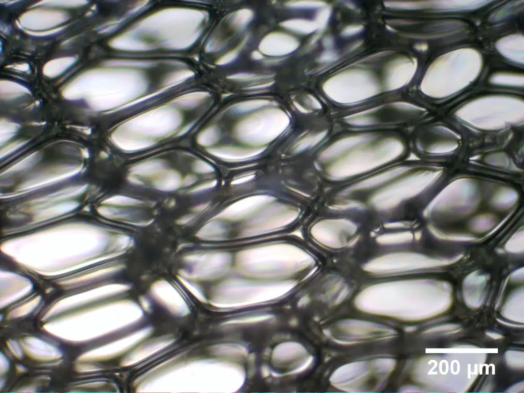 Foam viewed from the side for pore size analysis