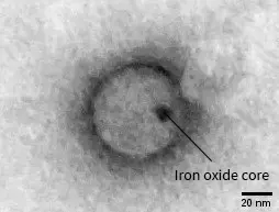 Transmission electron microscopy image of a polymer nanoparticle showing the metal core