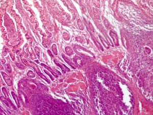Optical microscopy image of a small intestine section